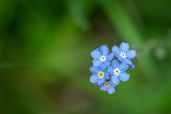 Накладные Расходы Кластер Голубых Цветов Speedwell — стоковое фото