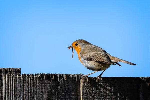 Gros Plan Robin Avec Ver Dans Bec Sur Clôture Vue — Photo