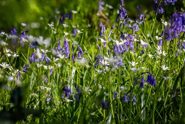 Profusion Bluebells Greater Stitchwort Flowers — Stock Photo, Image