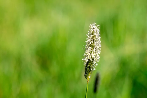 緑を背景にした牧草地フォックスタイル草の開花頭 — ストック写真