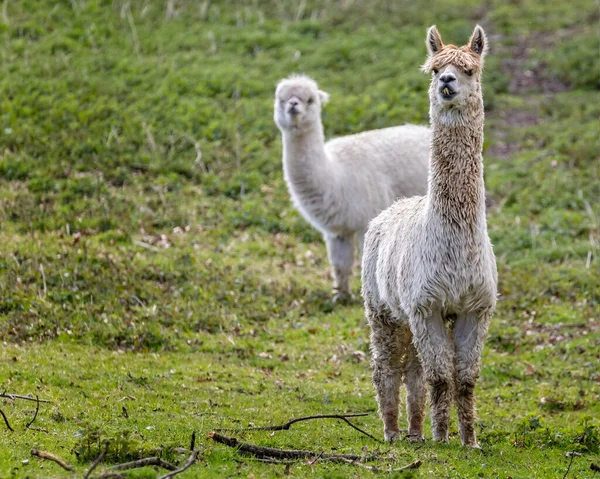 Zamknij Biały Alpaca Głową Wyprostowany Zabawny Wyraz Twarzy — Zdjęcie stockowe