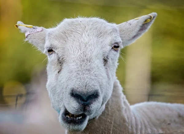 Zbliżenie Głowy Owcy Zabawnym Wyrazem Twarzy — Zdjęcie stockowe