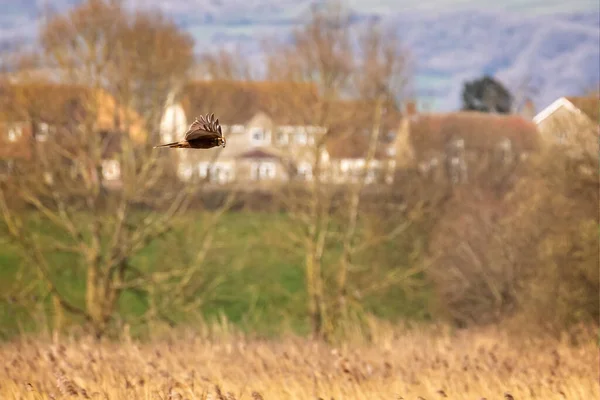 Marsh Harrier hovering over reed bed in the Somerset Levels, UK