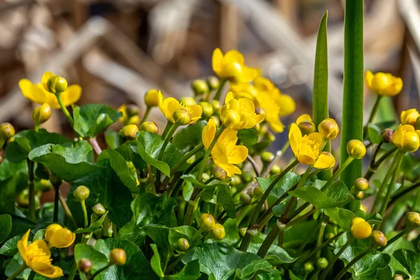 Close Calêndulas Pântano Amarelo Brilhante Crescendo Lado Lago Wiltshire Reino — Fotografia de Stock