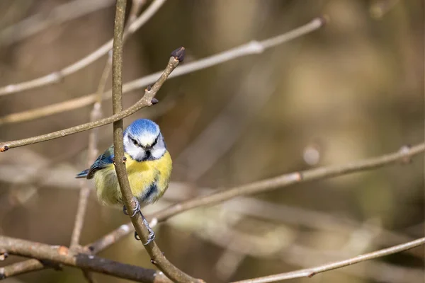 Close Blue Tit Perched Branch Diffuse Background — Photo