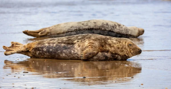 Close Smiling Grey Seal Waters Edge Horsey Gap Norfolk Regno — Foto Stock