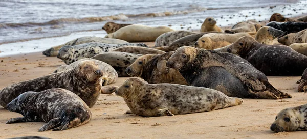 英国荷西海滩上的野生灰海豹群落 有各种形状和尺寸的灰色封印的组 — 图库照片