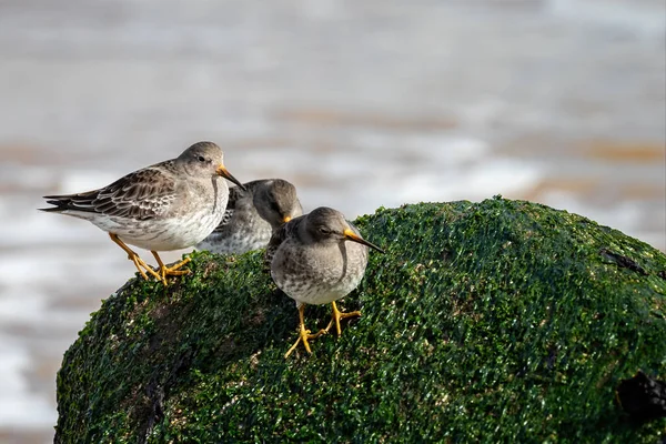 Grupo Tres Sandpipers Púrpura Calidris Maritima Roca Orilla Del Mar —  Fotos de Stock