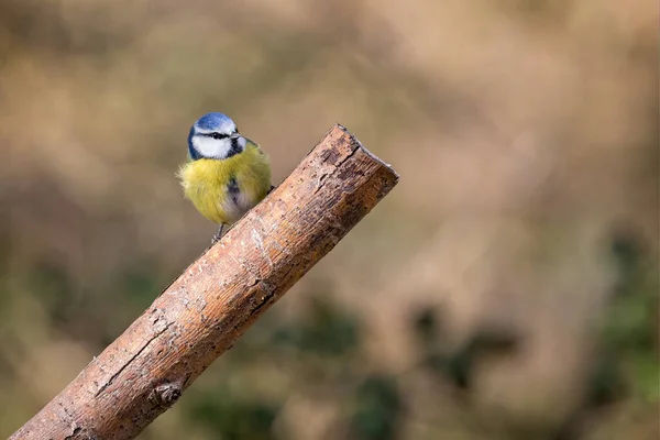 Close Blue Tit Perched Branch Diffuse Background — Stockfoto