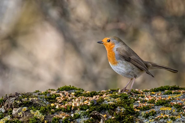 Blisko Robin Redbeast Siedzi Oddziale Wiltshire Wielka Brytania — Zdjęcie stockowe