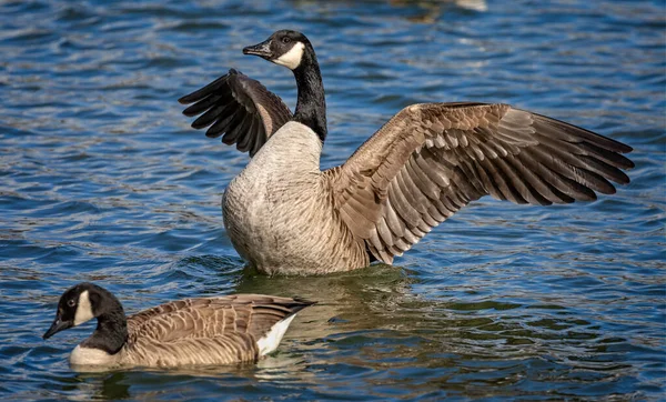 Canada Goose flapping wings on lake in Wiltshire, UK