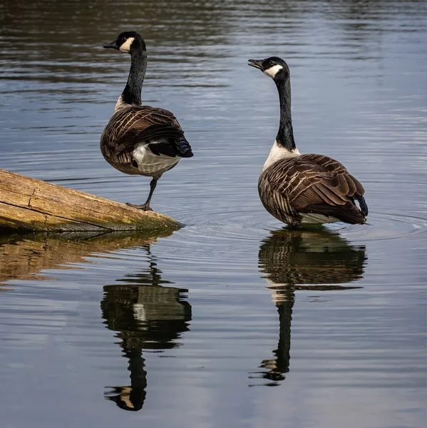 Par Gansos Canadá Lago Visão Simétrica Com Reflexos Correspondentes — Fotografia de Stock