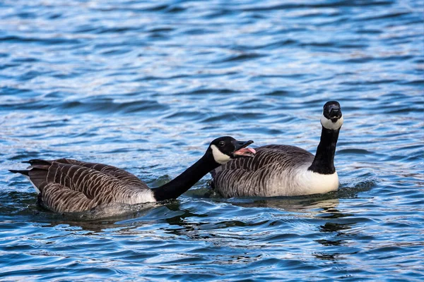 Close Van Paar Van Canada Ganzen Zwemmen Meer Aggresieve Toeteren — Stockfoto