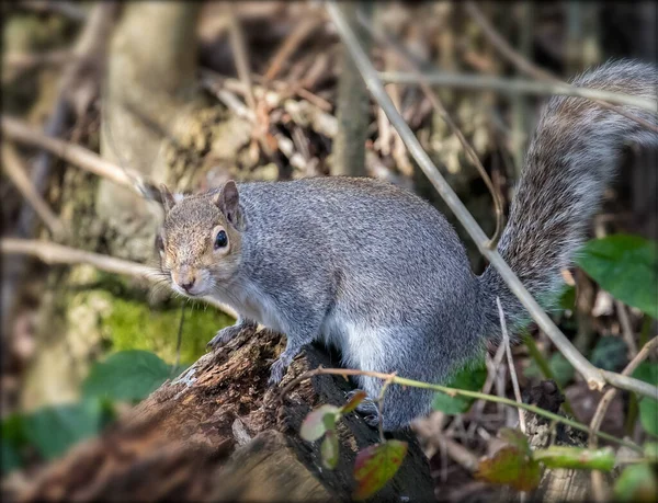 Nahaufnahme Eines Grauen Eichhörnchens Das Die Kamera Blickt — Stockfoto