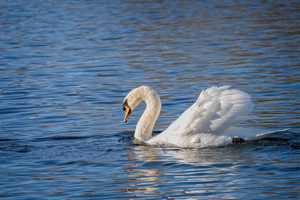 Primer Plano Cisne Mudo Avanzando Lago Wiltshire Reino Unido — Foto de Stock