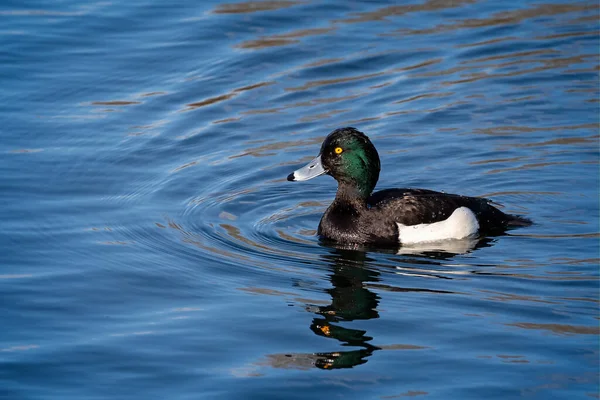 Close Pato Adornado Lago Inglaterra — Fotografia de Stock