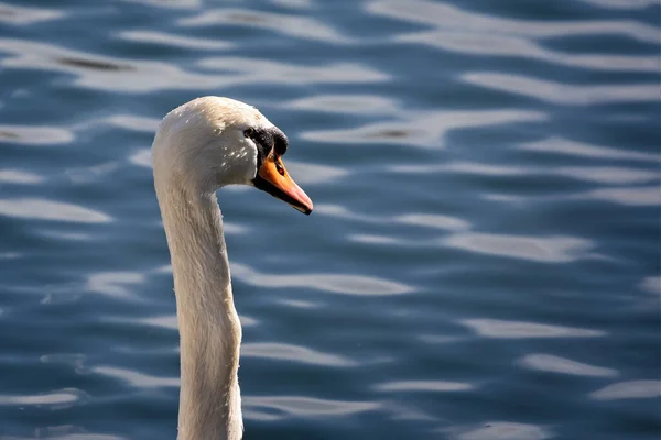 Close up of Mute Swan\'s head and neck against lake background