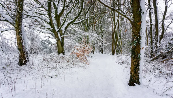 英国の田舎の美しい木を通る雪の積もった道 — ストック写真