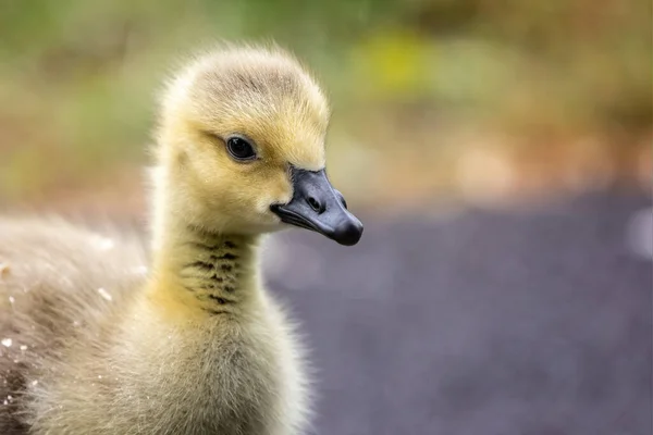 Primer Plano Lindo Esponjoso Ganso Canadá Gosling Vista Lateral Wiltshire —  Fotos de Stock