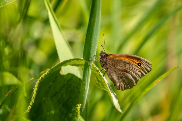 Primer Plano Meadow Brown Butterfly Descansando Sobre Tallo Planta Verde — Foto de Stock