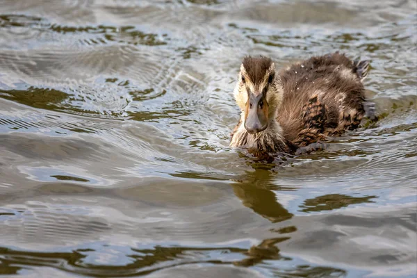 Close Young Mallard Duckling Water — Stock Photo, Image