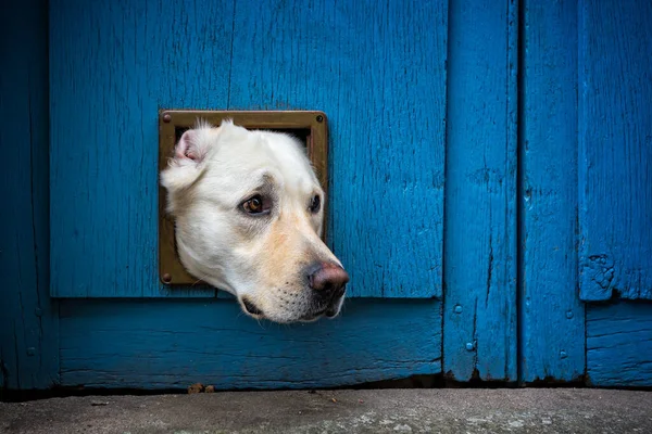 Head Labrador Dog Sticking Cat Flap — Stock Photo, Image