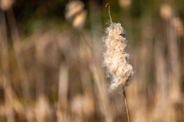 Tüylü tohum başını kapat. Arka planı bulanık.