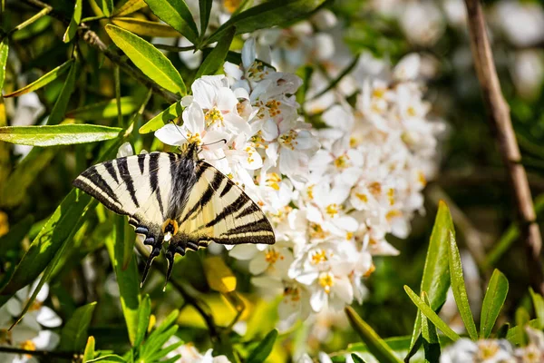 Primer Plano Mariposa Cola Golondrina Flor Colorida Choisea — Foto de Stock