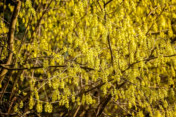Massa Flores Avelã Inverno Amarelo Vibrante Árvore — Fotografia de Stock