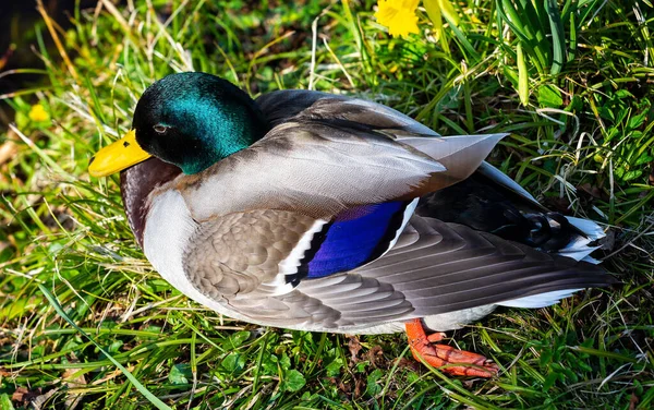 Fechar Colorido Macho Pato Mallard Sentado Borda Rio — Fotografia de Stock