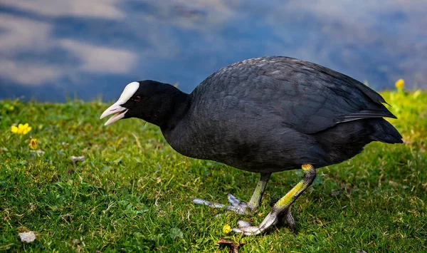 Primer Plano Coot Con Pico Abierto —  Fotos de Stock