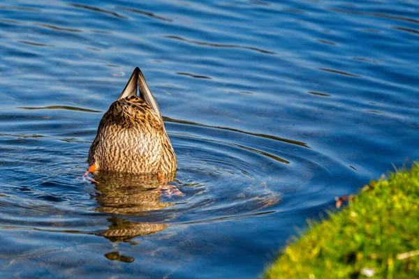 Female Mallard Head Water Bottom Sticking Searching Food — Stock Photo, Image