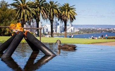 Duck swimming alongside the Flame of Remembrance in the Pool of Reflection commemorating the war dead in Kings Park, Perth, Australia on 25 October 2019 clipart