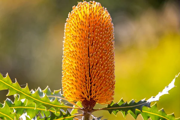 Close Amarelo Vibrante Cabeça Flor Austrália Ocidental Ashby Banksia — Fotografia de Stock