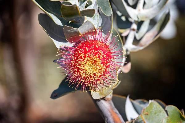 Close Eucaliptos Marcantes Cinza Vermelho Prata Latido Western Australia Wildflower — Fotografia de Stock