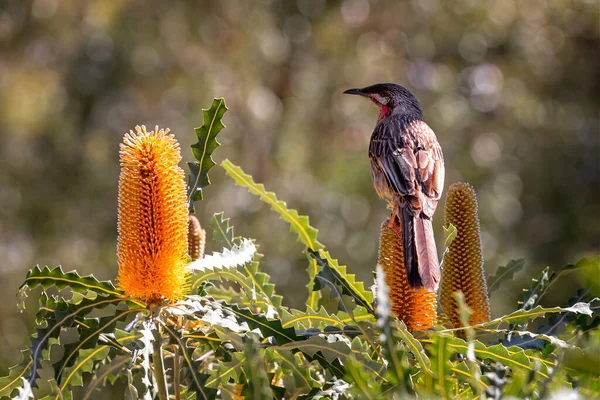 Zbliżenie Australian Red Wattle Bird Siedzący Genialny Żółty Kwiat Banksia — Zdjęcie stockowe