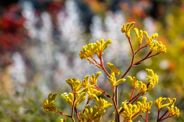 Amarelo Canguru Pata Flor Anigozanthos Pulcherrimus Frente Fundo Borrado — Fotografia de Stock