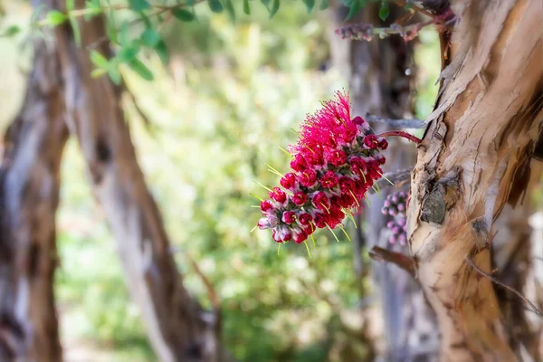 Impressionante Vermelho Ocidental Australiano Wildflower Crescendo Diretamente Partir Tronco Árvore — Fotografia de Stock