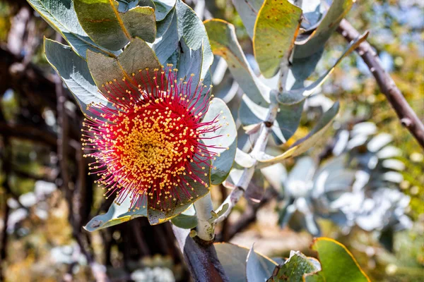Close Impressionante Vermelho Cinza Prata Latido Eucalipto Western Australia Wildflower — Fotografia de Stock
