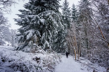 İngiliz kırsalındaki güzel bir ormanın içinde kar dolu bir yol.