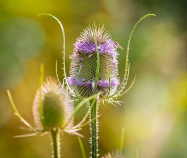 Teasel 'in arka tarafında dikenli bir çiçek başı ve mor çiçekler var.