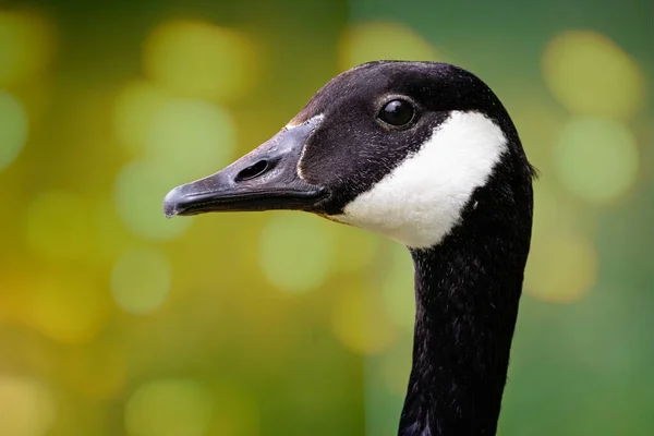 Menyerang Dekat Kepala Dewasa Canada Goose Pandangan Samping Wiltshire Inggris — Stok Foto