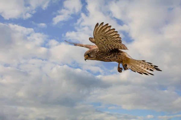 Κοντινό Πλάνο Του Kestrel Αρπακτικό Πουλί Αιωρείται Στον Ουρανό Κυνηγώντας — Φωτογραφία Αρχείου