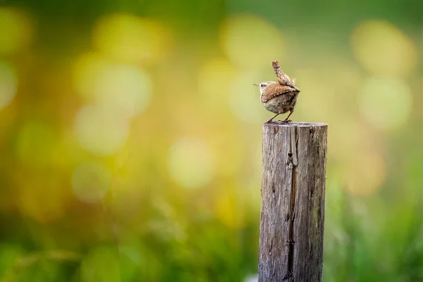 Primer Plano Wren Pequeño Encaramado Parte Superior Del Poste Con — Foto de Stock