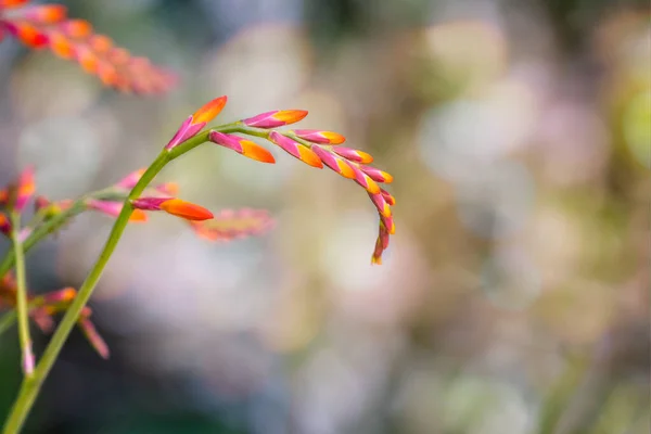 オレンジと黄色のクロソミアの花の頭の近くに柔らかいボカの背景を持つ — ストック写真