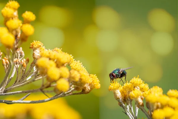 Primer Plano Pequeña Mosca Verde Iridiscente Racimo Vibrantes Cabezas Flores — Foto de Stock