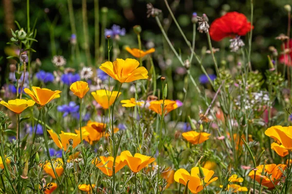 Mélange Coloré Fleurs Sauvages Dans Pré Fleurs Sauvages Campagne Anglaise — Photo
