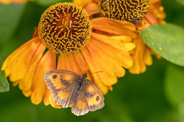 Primer Plano Mariposa Guardián Encaramado Flor Naranja Rudbeckia — Foto de Stock