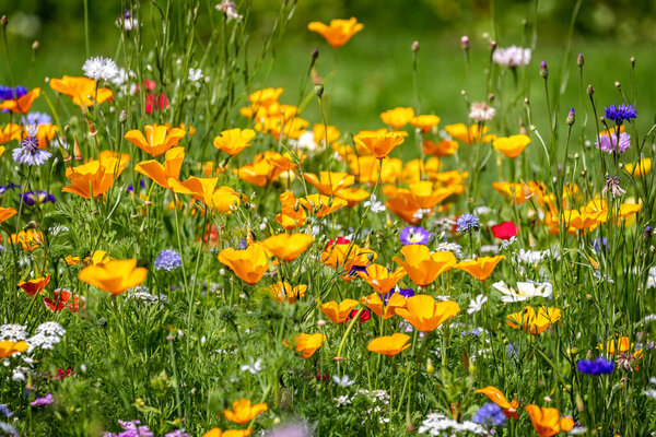 Close up of beautiful wild flower garden with colourful flowers including yellow and red poppies