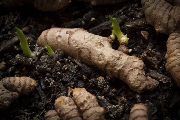 Lahanalı zerdeçal kökü. Hepsi kara toprağın arka planında Curcuma longa.